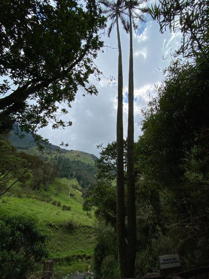 Valle Del Cocora La Truchera Salento